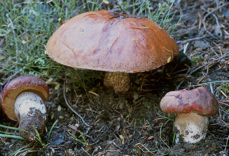 Leccinum fibrillosum